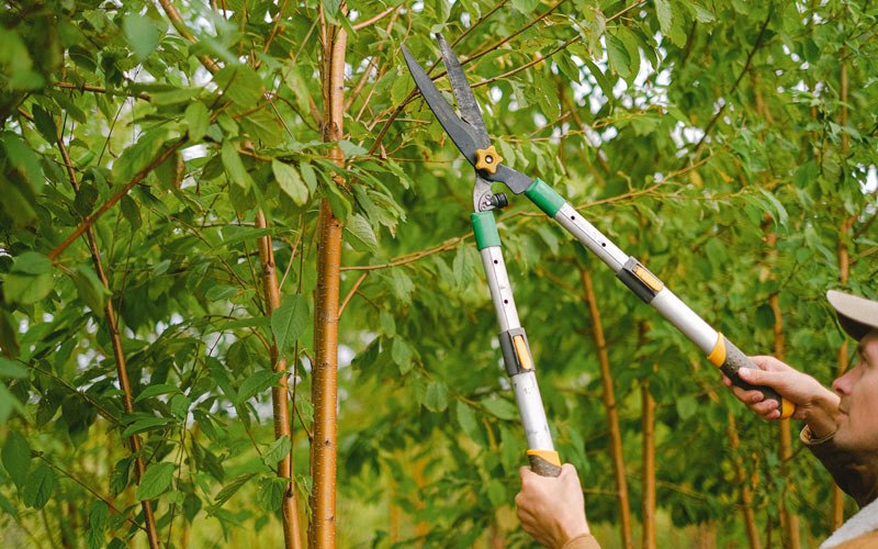 Tree trimming in Longbranch, WA