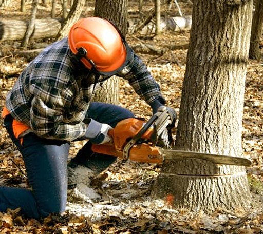 Tree Removal in Longbranch, WA